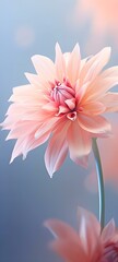 pink gerber daisy.Beautiful flower photos with a blur effect behind them.Soft blur pastel color bouquet background flowers. - obrazy, fototapety, plakaty