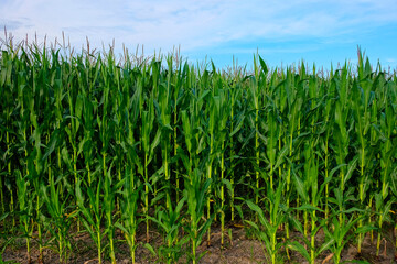 Corn plants in focus, blue sky above.