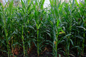 A close-up of green corn plants with visible soil.
