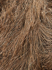 A macro shot of dry grass reveals the complexity in the arrangement and density of its strands.