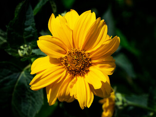 Sunlit daisy: delicate flower, fresh, natural beauty.