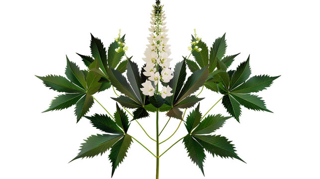 Black Cohosh for Menopause Relief on Transparent Background