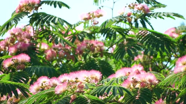 Persian silk tree Albizia julibrissin flowers resembling starbursts of pink silky threads. Pink siris, silk tree acacia Albizia julibrissin during flowering period. Close-up Slow motion