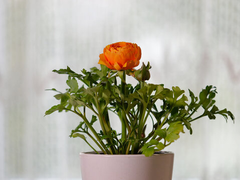 Close-up photo of a beautiful Asian globeflower  (Trollius asiaticus) in the white vase in front of the window