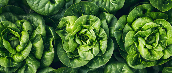 Crisp heads of leafy greens like butter lettuce and romaine thrive with their root balls submerged in circulating nutrient baths, each plant perfectly spaced to maximize sun exposure. Hearty root vege - obrazy, fototapety, plakaty