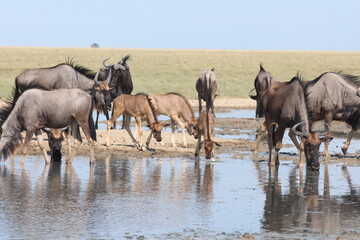 herd of wildebeest