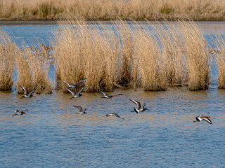 Nature reserve Reevediep, Flevoland province, The Netherlands || Natuurgebied Reevediep