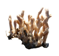 Marine sponges or coralline sponge with transparent image.