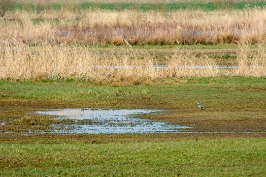 Nature reserve Reevediep, Flevoland province, The Netherlands || Natuurgebied Reevediep