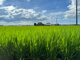 青々した水田の様子と田舎の風景。稲穂の出ていない夏の田んぼ。