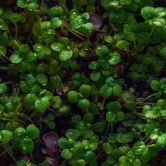Seamless pattern with fresh and young micro greens. Microgreen sprouts endless texture. Organic vitamin food background. - obrazy, fototapety, plakaty
