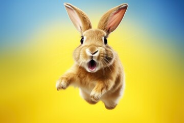 Fototapeta premium Happy rabbit jumping and having fun.