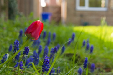 Red tulip with bluebell flowers soft-focused in the garden
