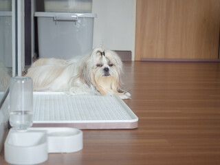 A fluffy and sleepy Shih Tzu dog is resting on the floor at home.