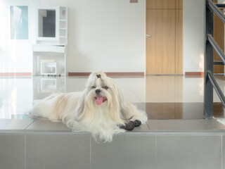 Beautiful long-haired Shih Tzu, a dog that is well-groomed and cared for.