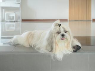 Beautiful long-haired Shih Tzu, a dog that is well-groomed and cared for.