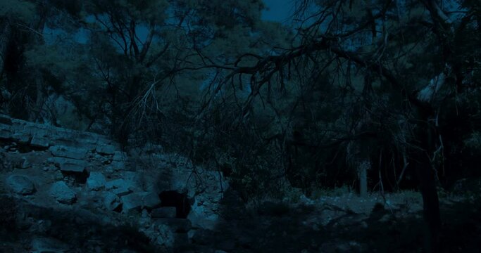 Deteriorated old stone amphitheater overgrown with crawling ivy vegetation in forest in night with moonlight