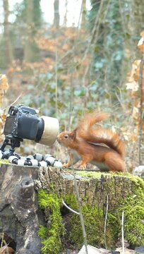 Vertical shot of a camera standing on a tree stump, with a squirrel exploring it.