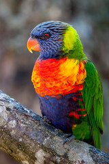 Loris Multicolor,Close-up of rainbow lorikeet. Profil head portrait  of Rainbow lorikeet in a zoo. Closeup of Blue, Green, Red and Yellow Lorikeet in profile.