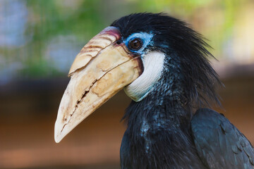 Blyth's Hornbill, Portrait of Papuan hornbill or Blyth hornbill. Close-Up portrait of male Blyth's Hornbill in a zoo. Wildlife and wild exotic birds concept
