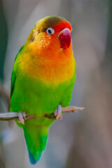 Close-Up portrait of Fischer's Lovebird, Agapornis fischeri in a zoo. Close-up of a yellow-orange and green Fischer's lovebird. - obrazy, fototapety, plakaty