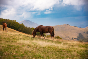 Horses on green mountain pasture in summer