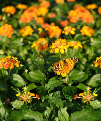 Summer background. beautiful butterfly on flowers of Lantana camara, natural floral backdrop. blossoming bright yellow-orange flowers of Lantana camara in garden