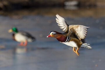 Male Mandarin duck in flight at Tanto Stockholm