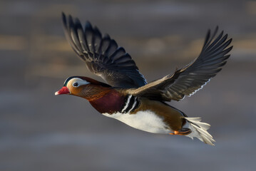 Male Mandarin duck in flight at Tanto Stockholm