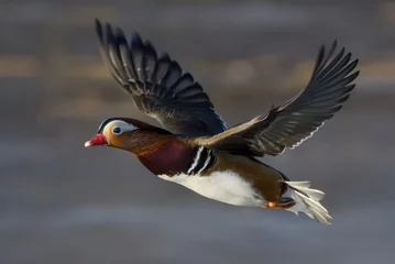 Foto auf Glas Male Mandarin duck in flight at Tanto Stockholm © Liv