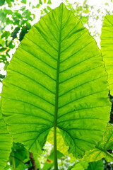 Colocasia esculenta green splash or Colocasia plant. Background ofColocasia esculenta.