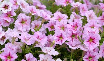 Blooming pink and white surfinia flowers