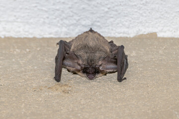 A bat is attached to a wall upside down