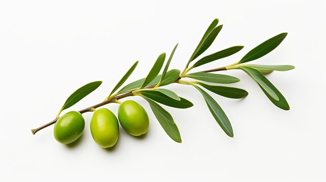 An isolated olive branch is showcased against a white background.