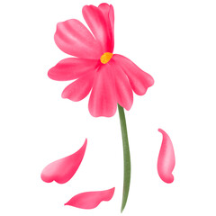 pink flower isolated on white