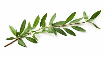 An olive tree branch with green leaves is showcased on a white background, complete with a clipping path. - obrazy, fototapety, plakaty