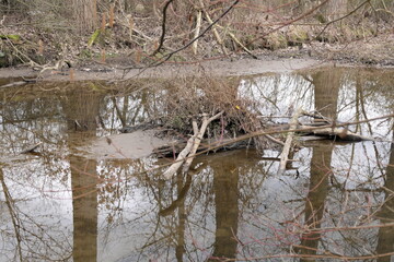 Biberspuren an der Gersprenz