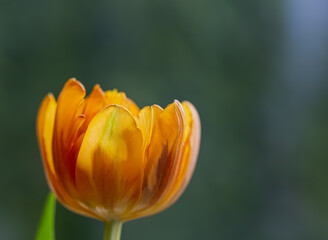 Naklejka premium Tulpen - Zeit für Frühling!