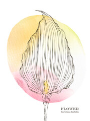 1453_Vector card with calla lily flower on watercolor background - 754796447