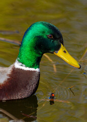 Mallard duck male close-up of a mallard duck on green grass 