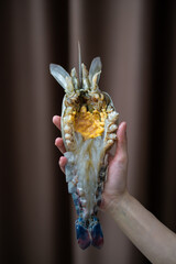 Hand holding giant fresh water prawn.