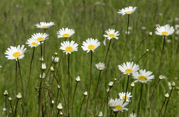 Marguerites blanches dans une prairie	
