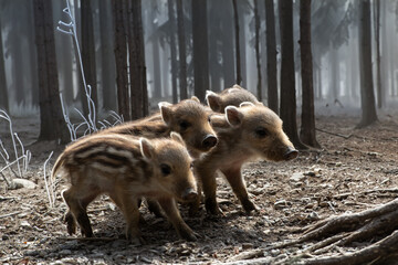 Vier einsame Frischlinge (Wildschweine) - obrazy, fototapety, plakaty