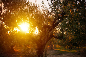 Sunset over olive trees in garden