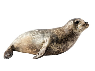 seal cutout isolated on transparent png background	