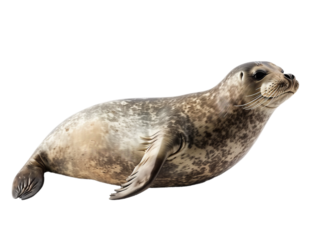 seal cutout isolated on transparent png background	