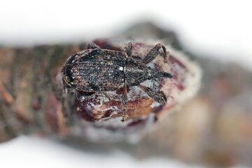 Apple blossom weevil (Anthonomus pomorum). One of the most important pests of apple trees in orchards and gardens