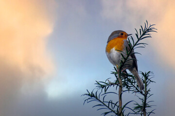 Cute wild robin. Erithacus rubecula. 