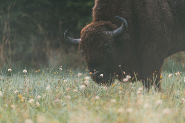 A large brown bison grazing in a field of flowers.