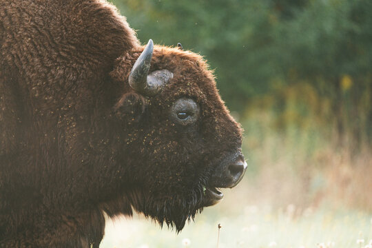 A large brown buffalo with horns standing in a grassy field.